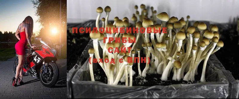 где продают наркотики  Новотроицк  Галлюциногенные грибы Psilocybe 